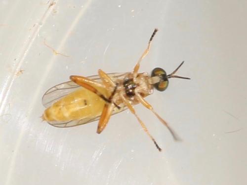 Chorisops tunisiae